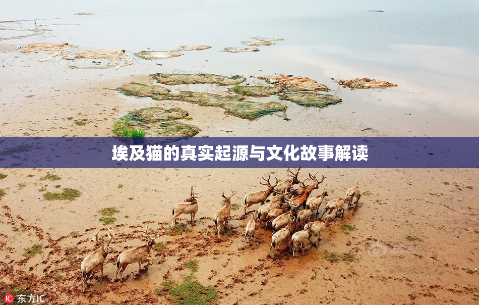 埃及猫的真实起源与文化故事解读