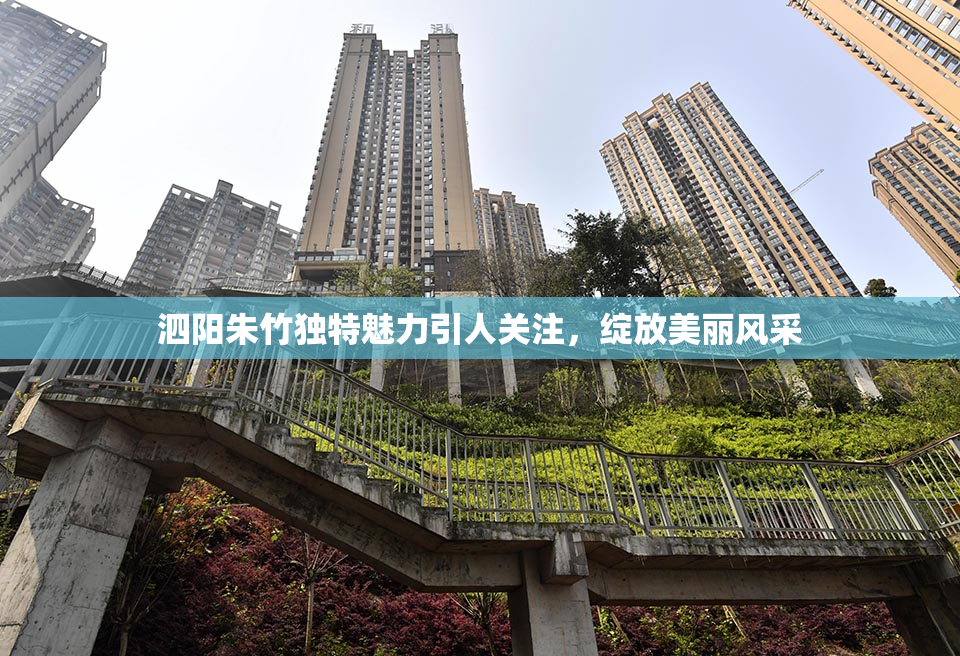 泗阳朱竹独特魅力引人关注，绽放美丽风采