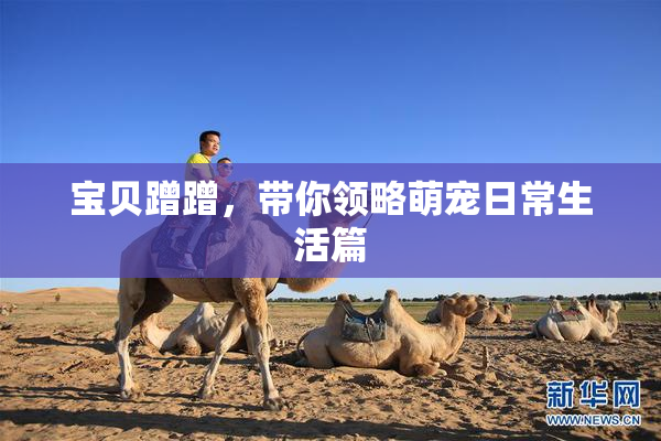 宝贝蹭蹭，带你领略萌宠日常生活篇