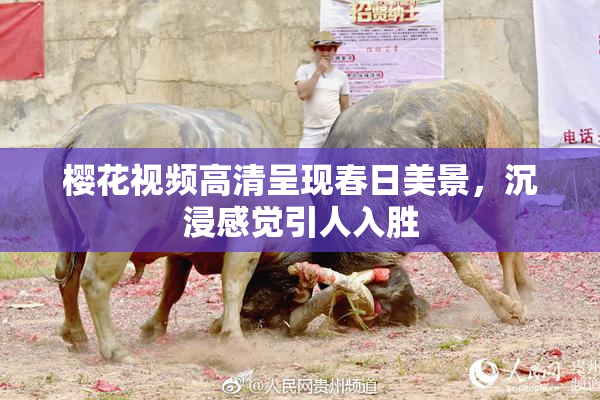 樱花视频高清呈现春日美景，沉浸感觉引人入胜