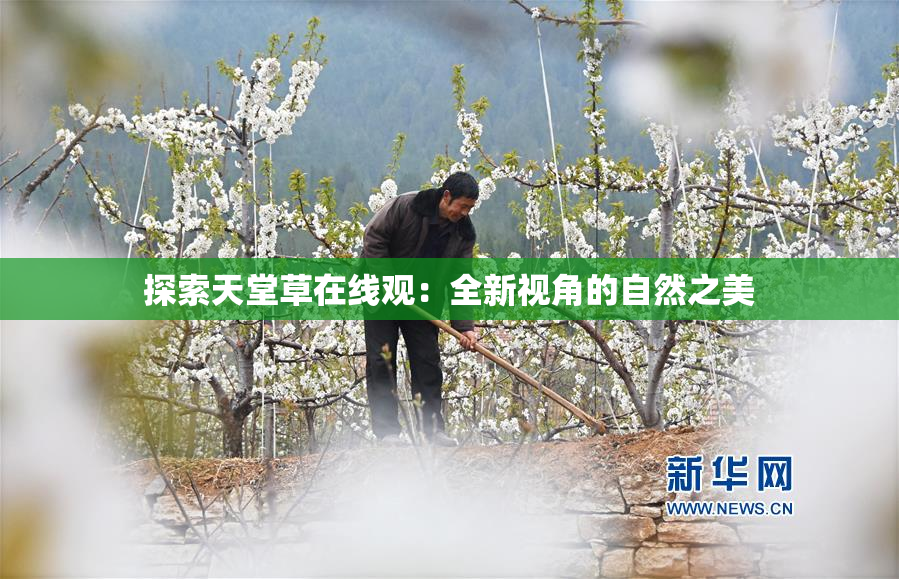 探索天堂草在线观：全新视角的自然之美