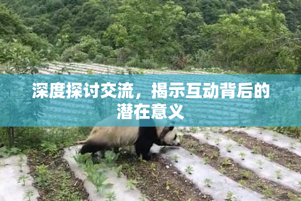 深度探讨交流，揭示互动背后的潜在意义