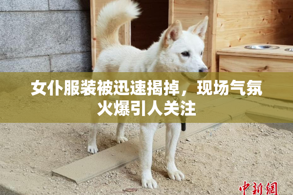 女仆服装被迅速揭掉，现场气氛火爆引人关注