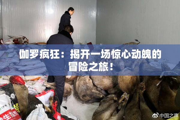 伽罗疯狂：揭开一场惊心动魄的冒险之旅！