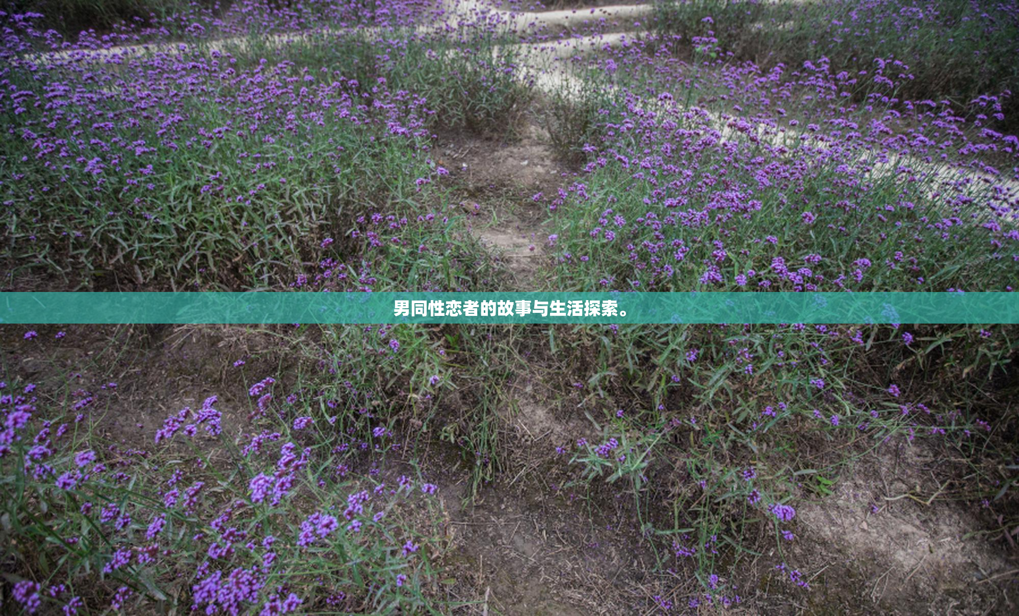 男同性恋者的故事与生活探索。