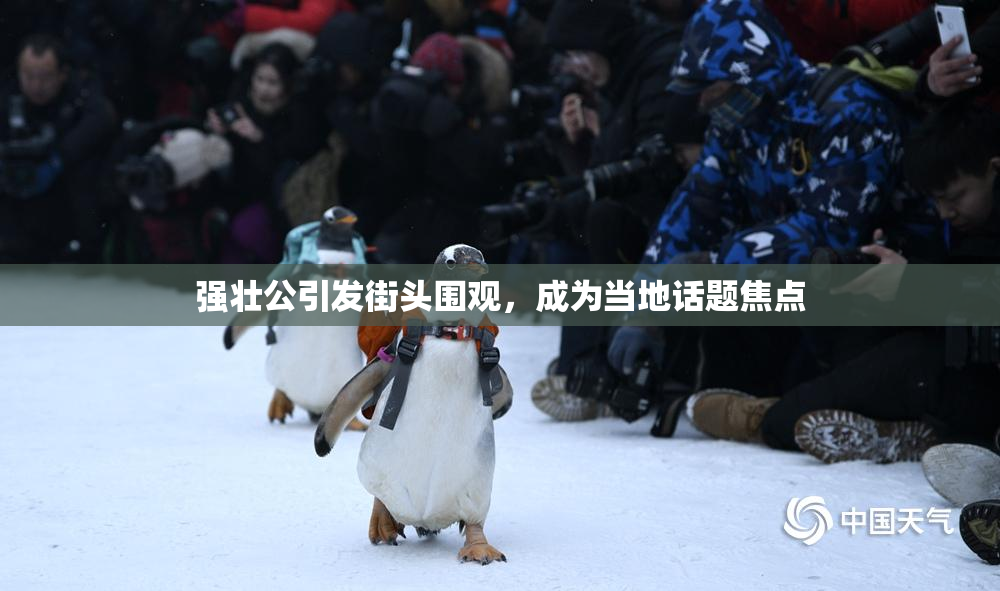 强壮公引发街头围观，成为当地话题焦点