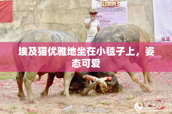 埃及猫优雅地坐在小毯子上，姿态可爱