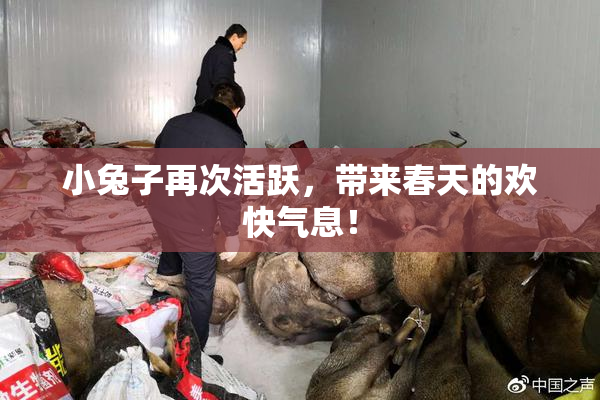 小兔子再次活跃，带来春天的欢快气息！
