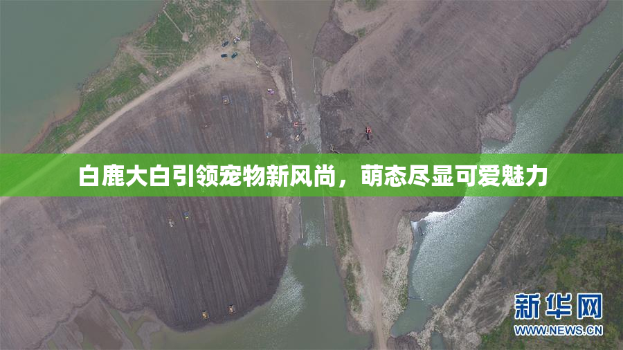 白鹿大白引领宠物新风尚，萌态尽显可爱魅力