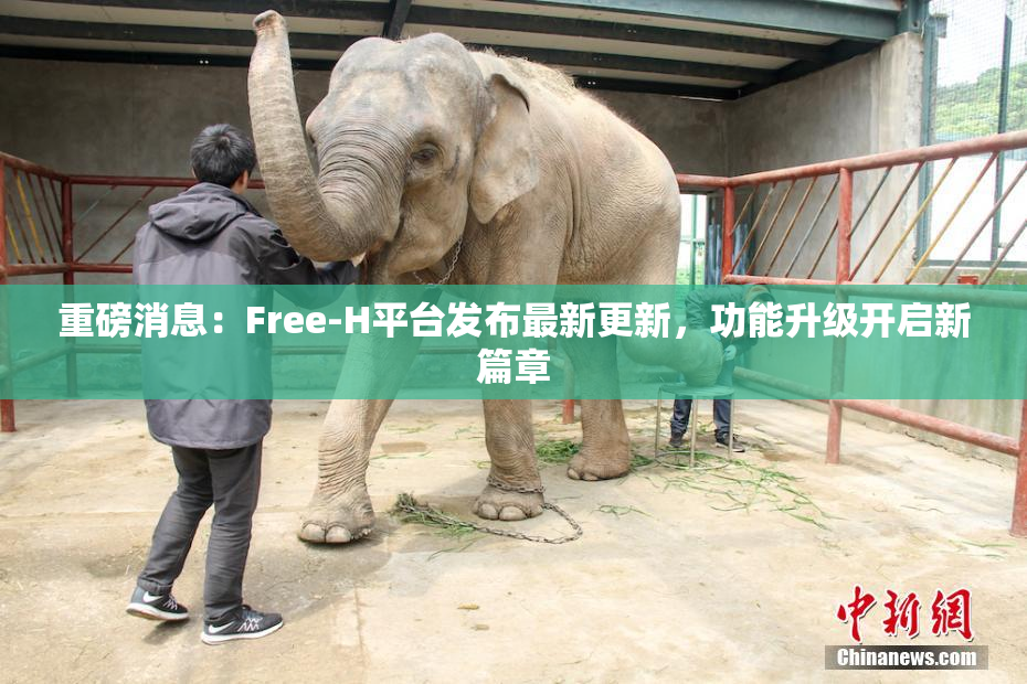 重磅消息：Free-H平台发布最新更新，功能升级开启新篇章