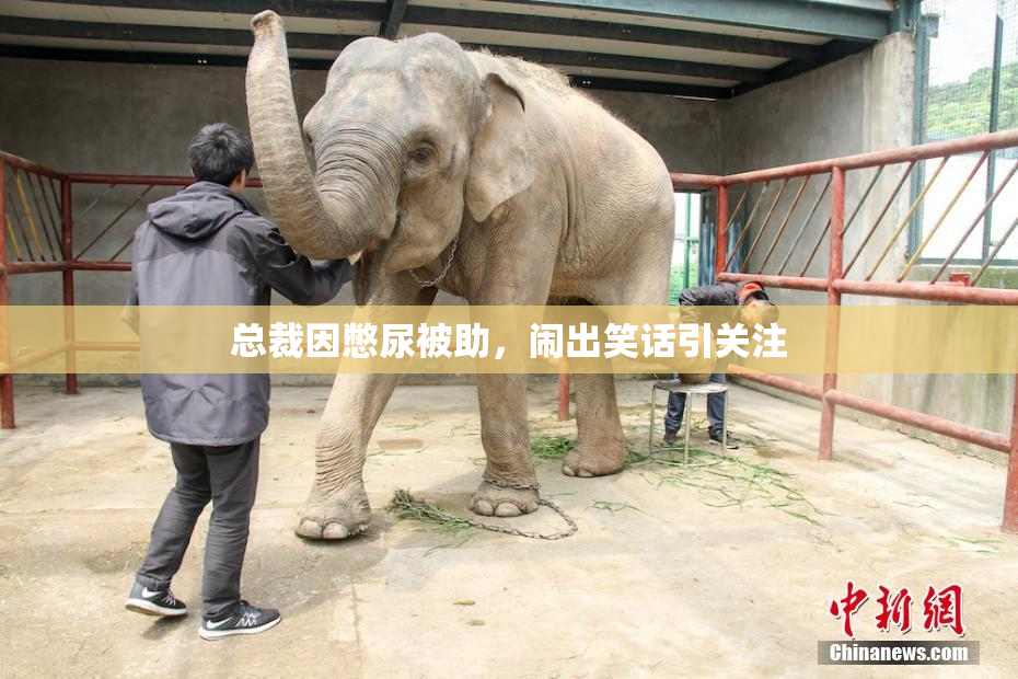 总裁因憋尿被助，闹出笑话引关注