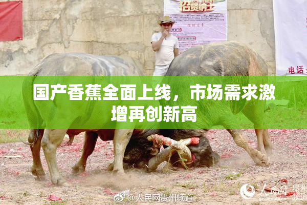 国产香蕉全面上线，市场需求激增再创新高
