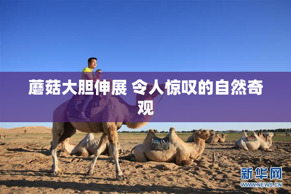 蘑菇大胆伸展 令人惊叹的自然奇观