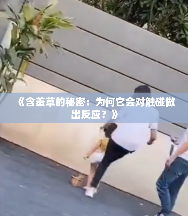 《含羞草的秘密：为何它会对触碰做出反应？》