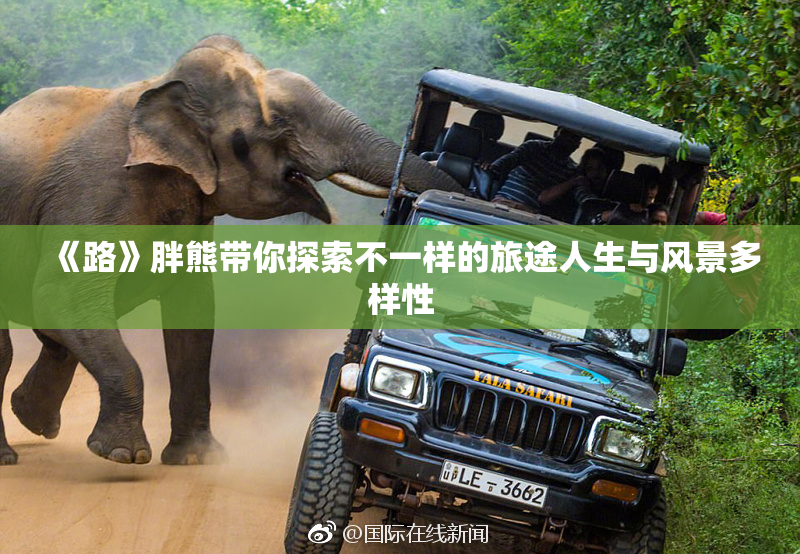 《路》胖熊带你探索不一样的旅途人生与风景多样性