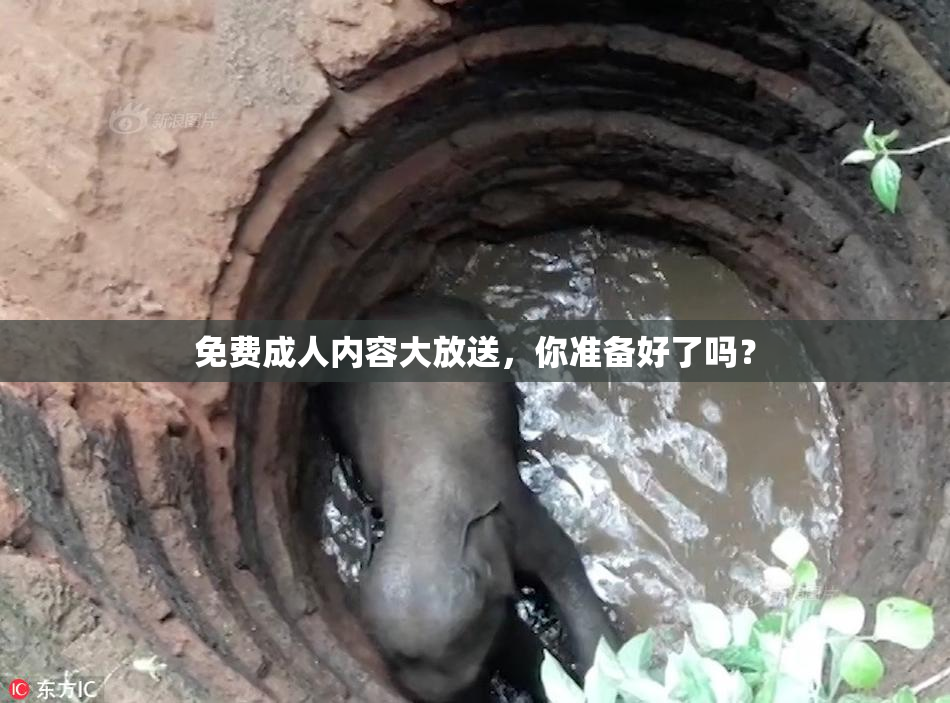 免费成人内容大放送，你准备好了吗？