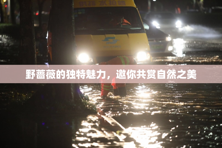 野蔷薇的独特魅力，邀你共赏自然之美