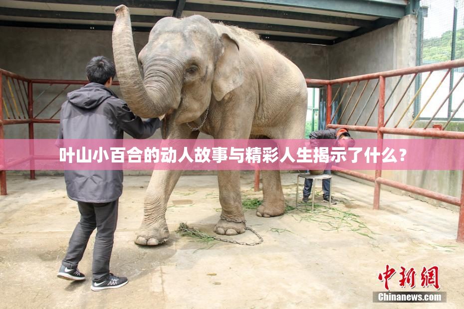 叶山小百合的动人故事与精彩人生揭示了什么？