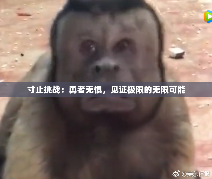 寸止挑战：勇者无惧，见证极限的无限可能