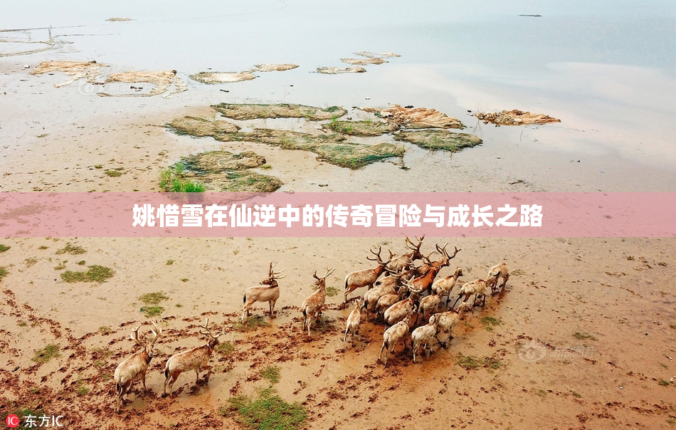 姚惜雪在仙逆中的传奇冒险与成长之路