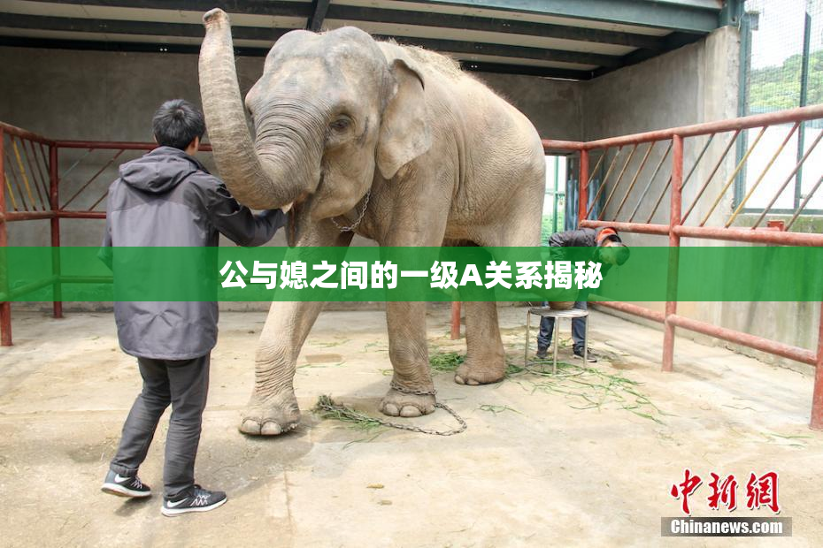 公与媳之间的一级A关系揭秘
