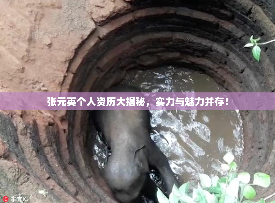 张元英个人资历大揭秘，实力与魅力并存！