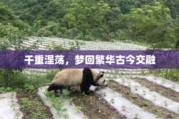 千重涅荡，梦回繁华古今交融