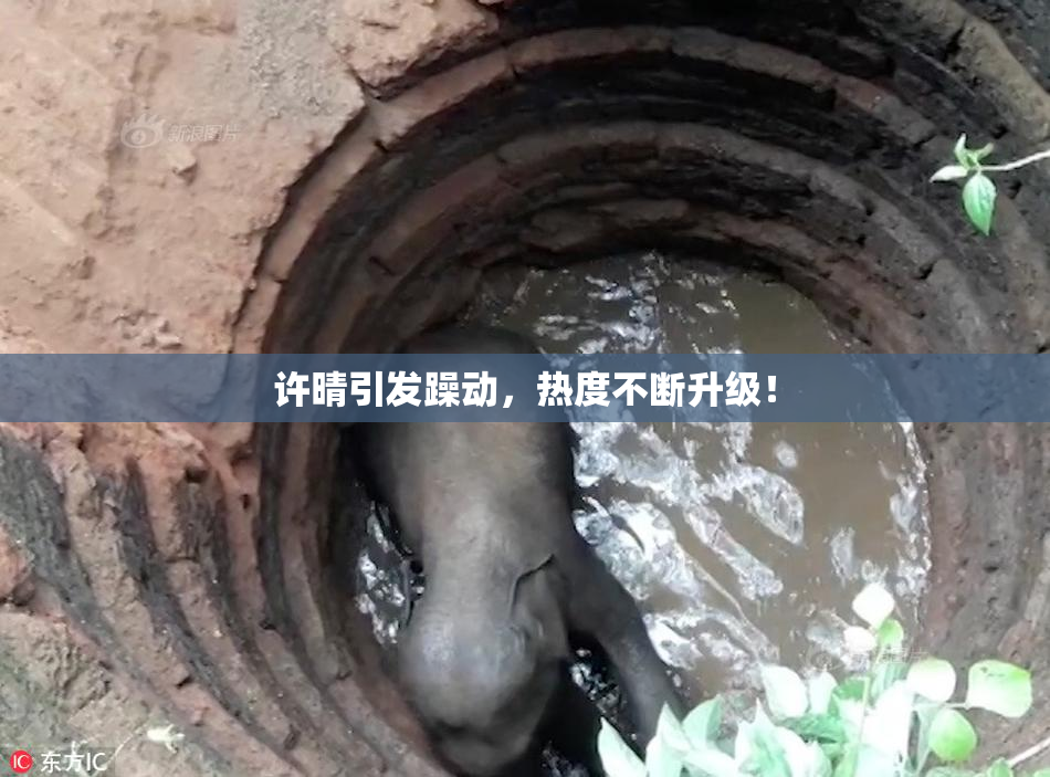 许晴引发躁动，热度不断升级！