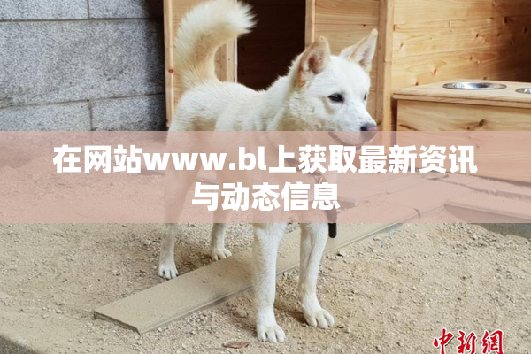 在网站www.bl上获取最新资讯与动态信息