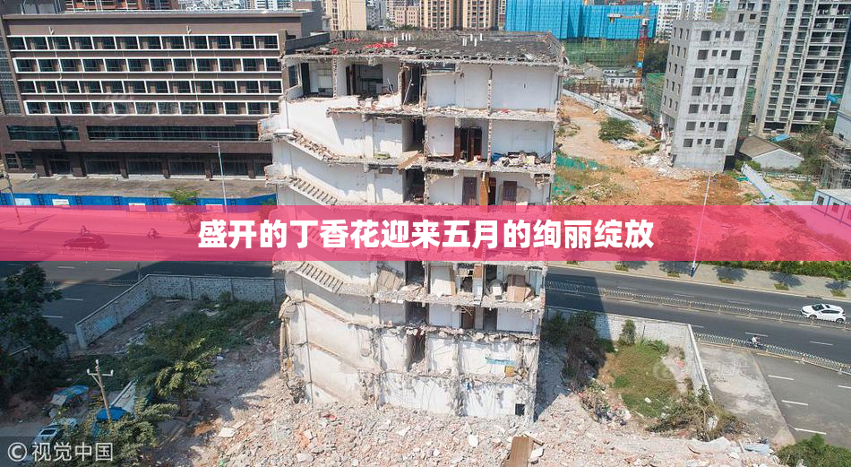 盛开的丁香花迎来五月的绚丽绽放