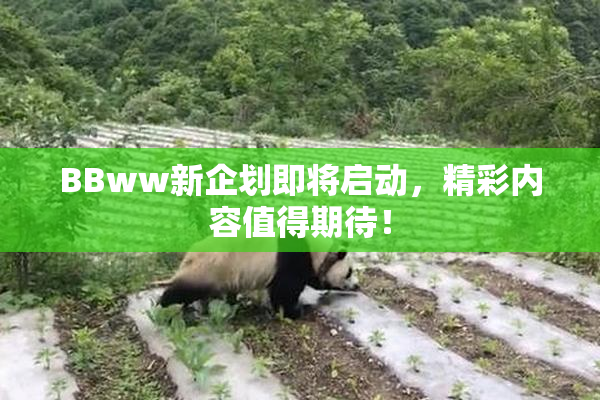 BBww新企划即将启动，精彩内容值得期待！