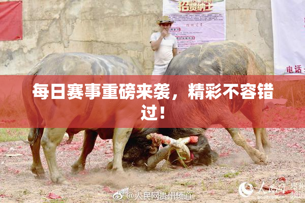 每日赛事重磅来袭，精彩不容错过！
