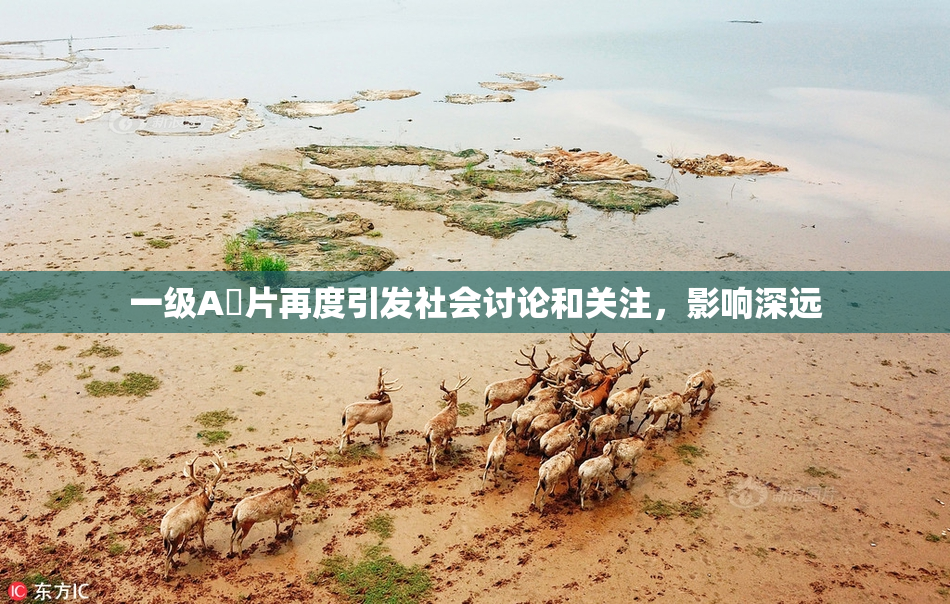一级A婬片再度引发社会讨论和关注，影响深远