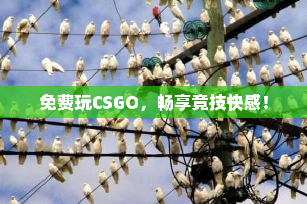 免费玩CSGO，畅享竞技快感！