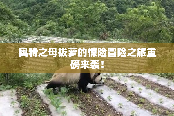 奥特之母拔萝的惊险冒险之旅重磅来袭！