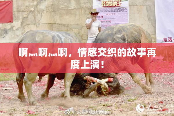 啊灬啊灬啊，情感交织的故事再度上演！