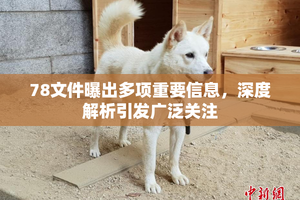 78文件曝出多项重要信息，深度解析引发广泛关注