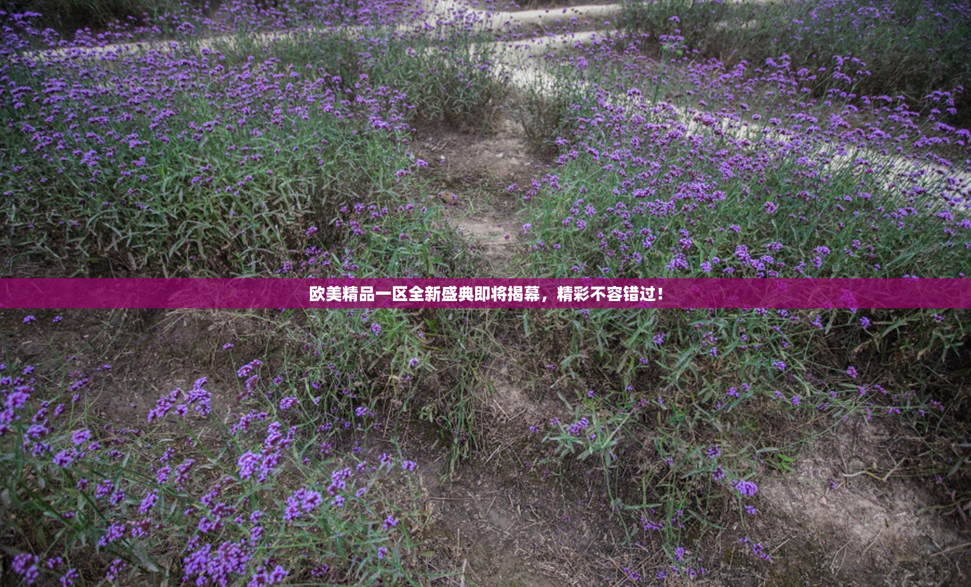 欧美精品一区全新盛典即将揭幕，精彩不容错过！