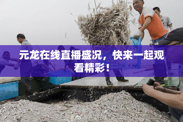 元龙在线直播盛况，快来一起观看精彩！