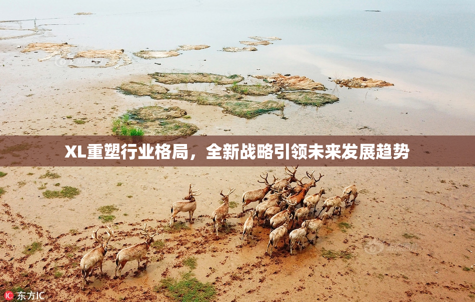 XL重塑行业格局，全新战略引领未来发展趋势