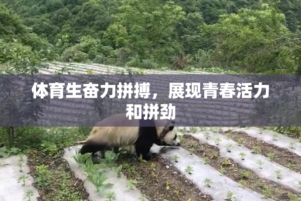 体育生奋力拼搏，展现青春活力和拼劲