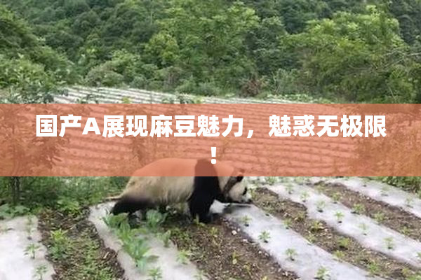 国产A展现麻豆魅力，魅惑无极限！