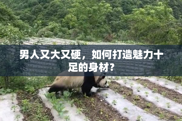 男人又大又硬，如何打造魅力十足的身材？