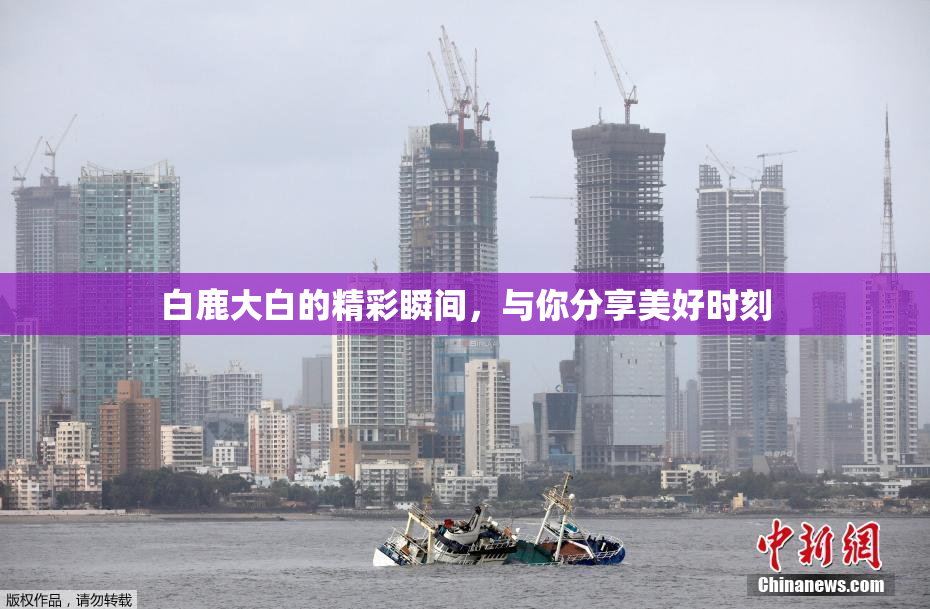 白鹿大白的精彩瞬间，与你分享美好时刻