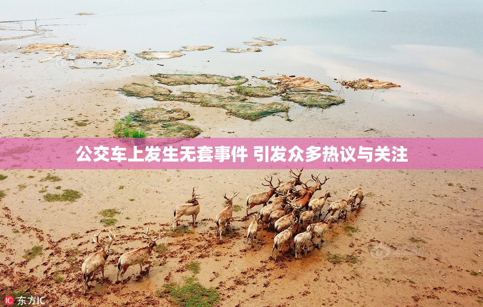 公交车上发生无套事件 引发众多热议与关注