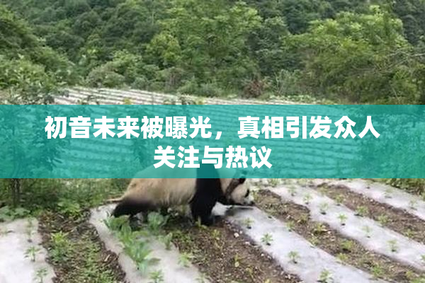 初音未来被曝光，真相引发众人关注与热议