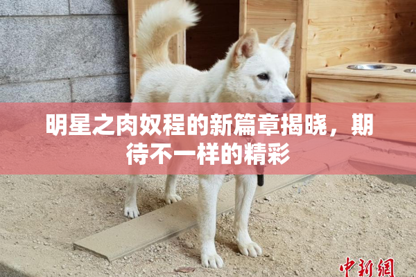 明星之肉奴程的新篇章揭晓，期待不一样的精彩