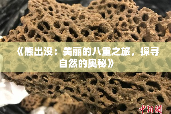 《熊出没：美丽的八重之旅，探寻自然的奥秘》