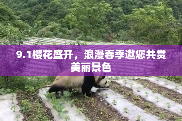 9.1樱花盛开，浪漫春季邀您共赏美丽景色