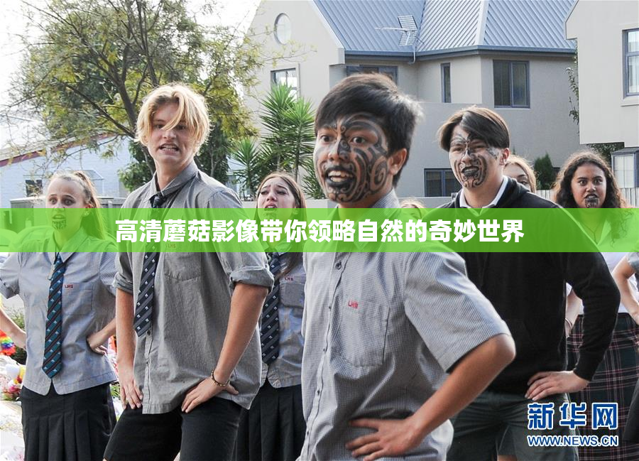 高清蘑菇影像带你领略自然的奇妙世界